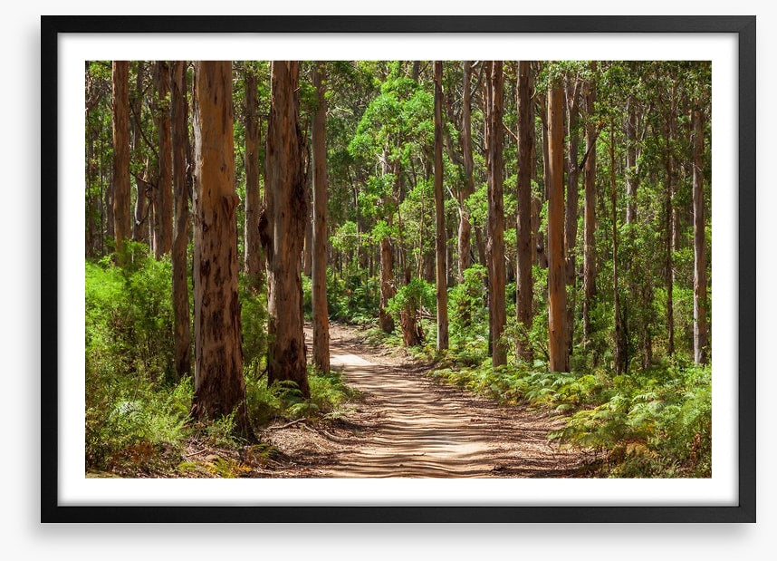 Karri forest trail