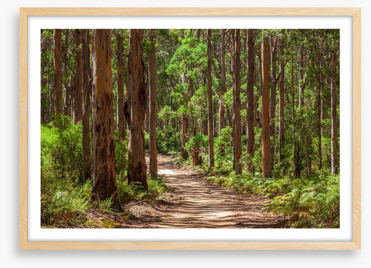 Karri forest trail