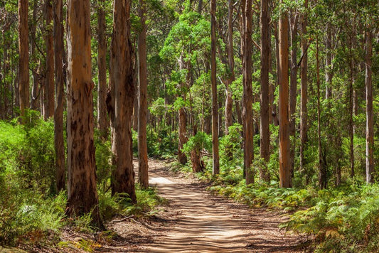 Karri forest trail