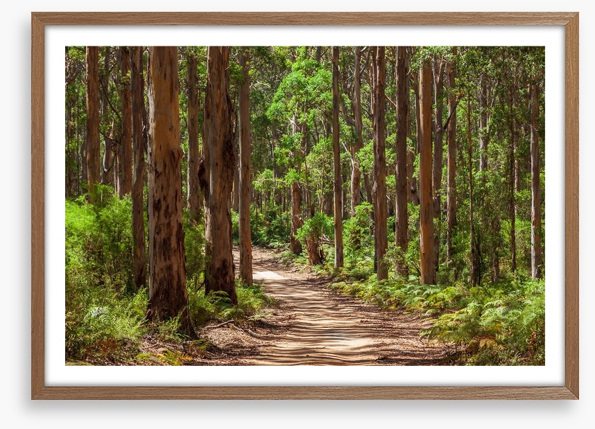 Karri forest trail