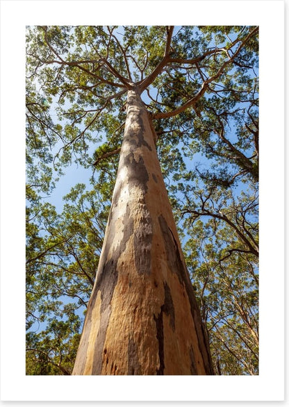 Up the Karri tree