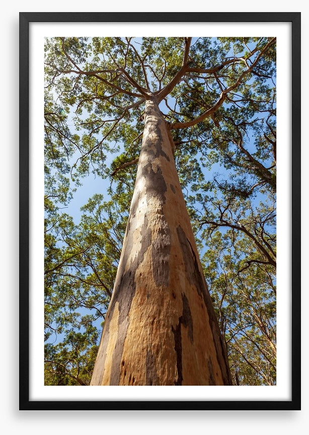 Up the Karri tree