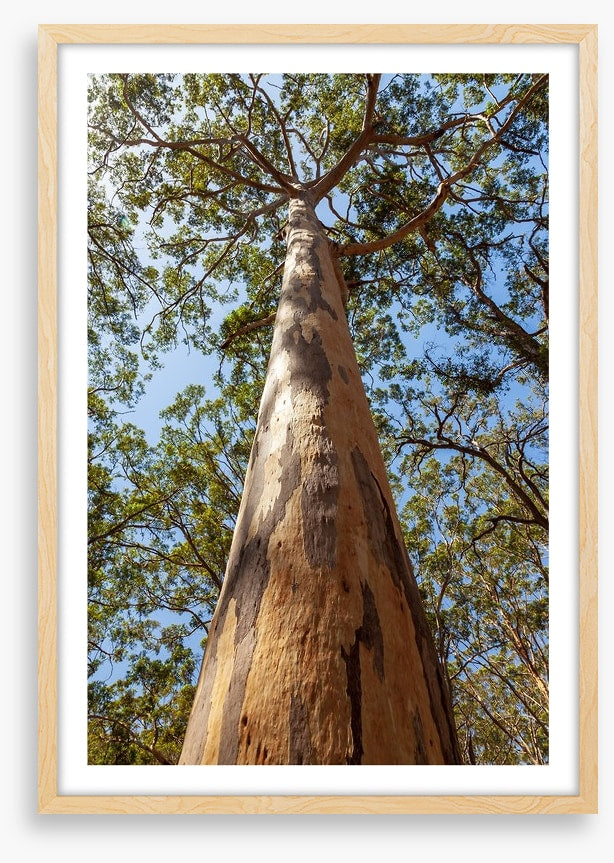 Up the Karri tree
