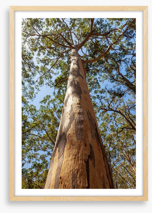 Up the Karri tree