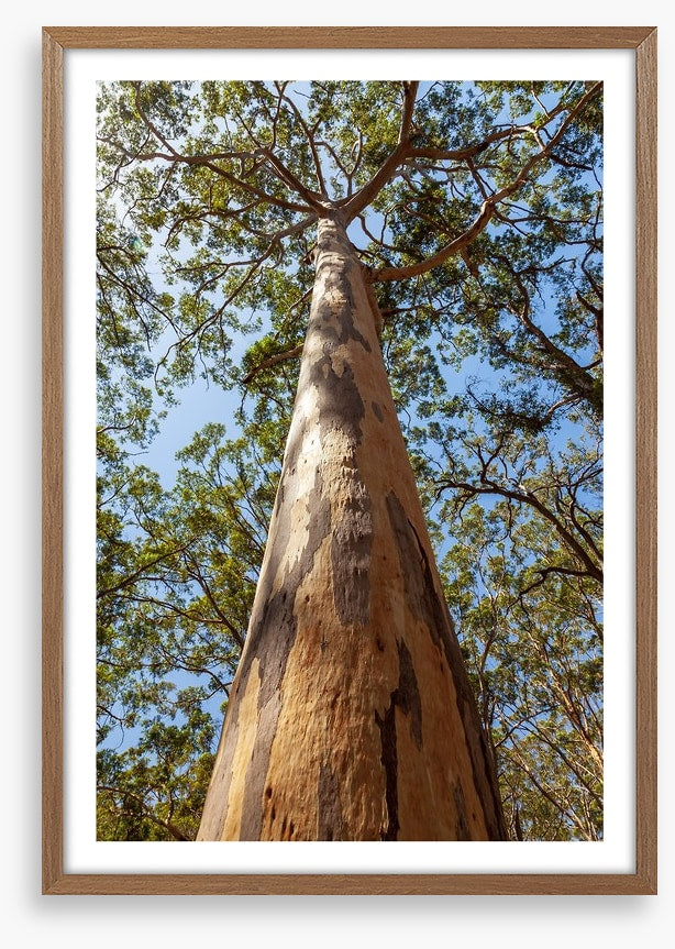 Up the Karri tree