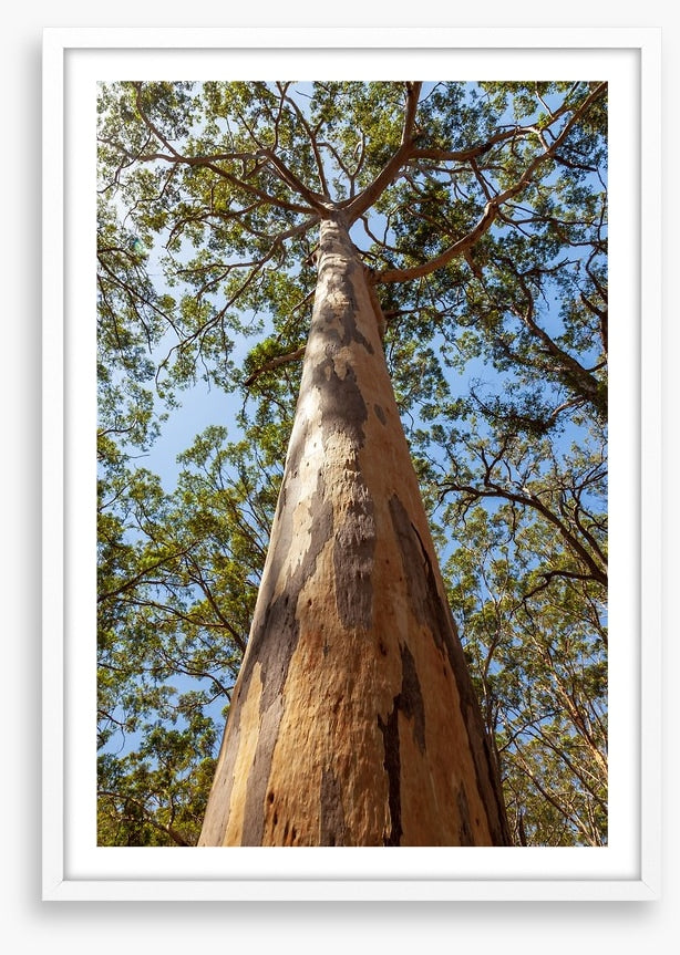 Up the Karri tree