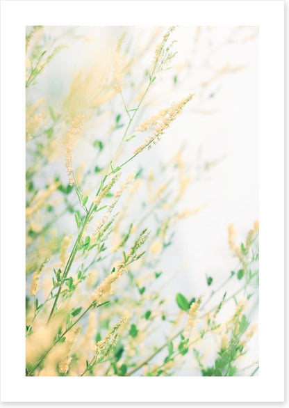 Wildflower breeze