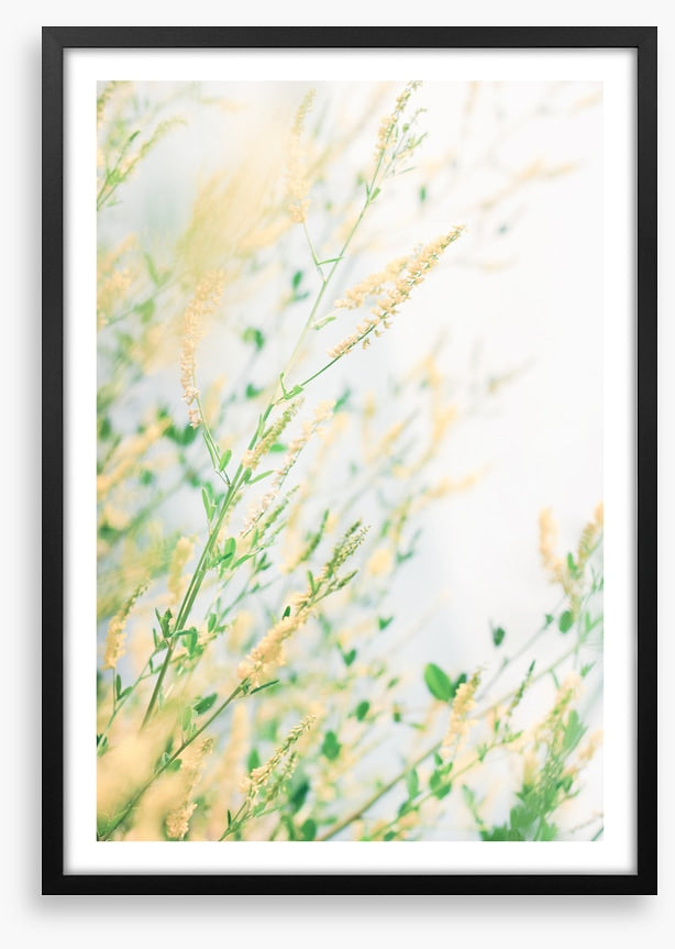 Wildflower breeze