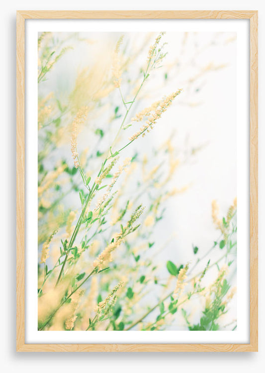 Wildflower breeze