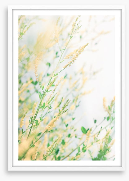 Wildflower breeze