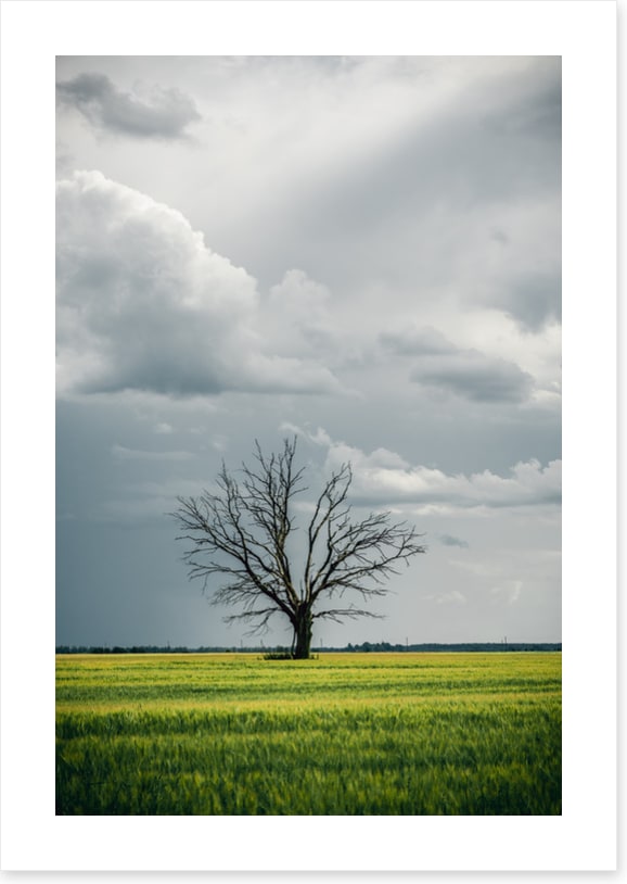 Trees