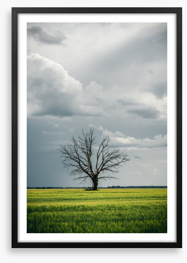 Trees