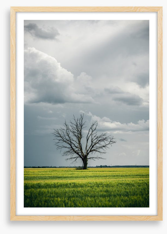 Trees