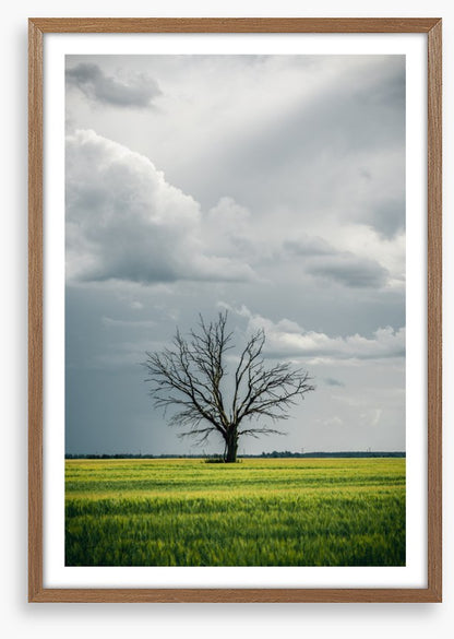 Trees