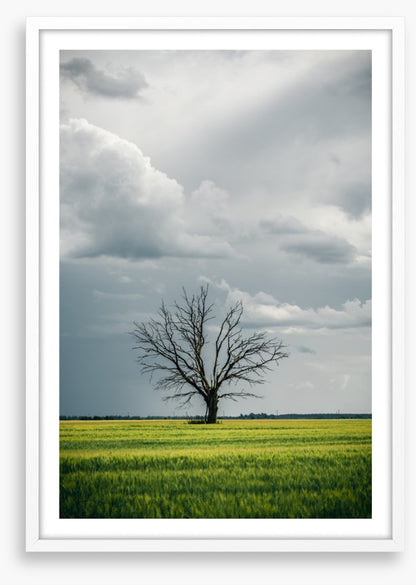 Trees