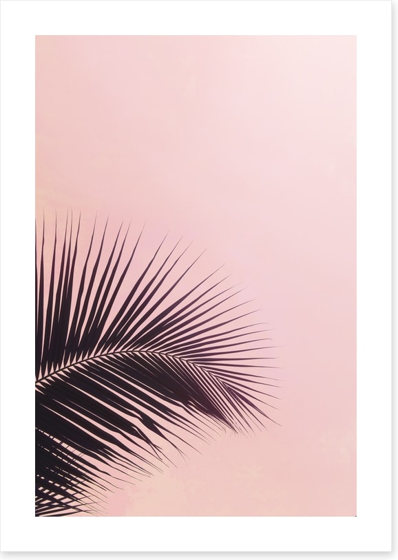 Pink sky palm