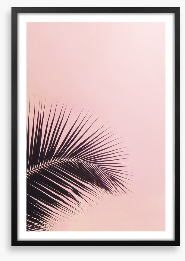 Pink sky palm