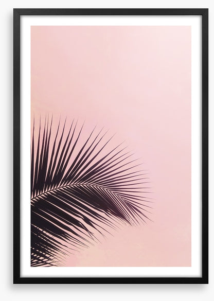 Pink sky palm