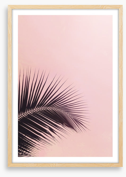 Pink sky palm