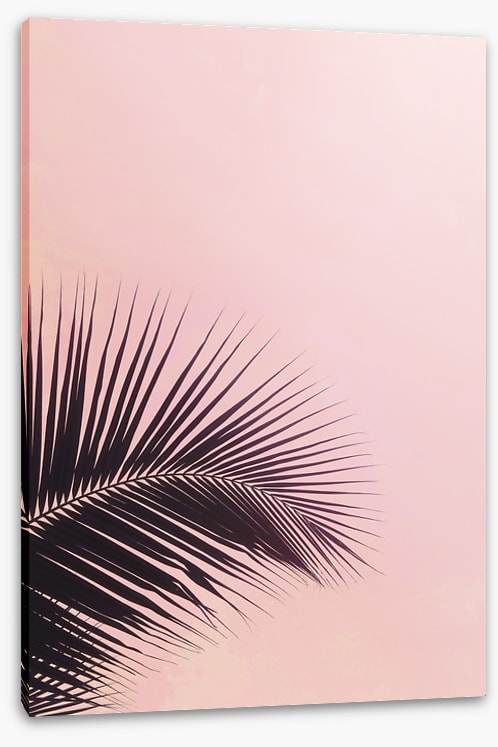 Pink sky palm