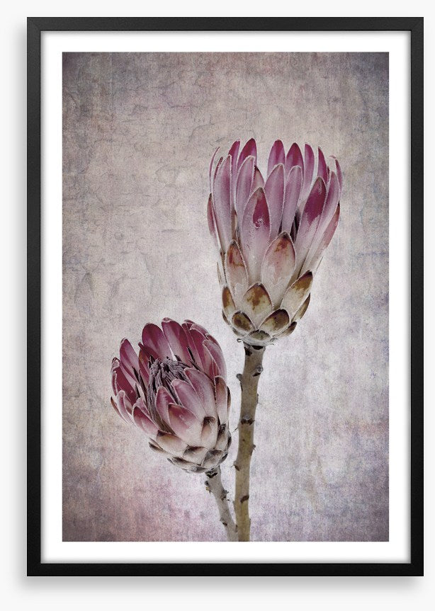 Pink protea pair