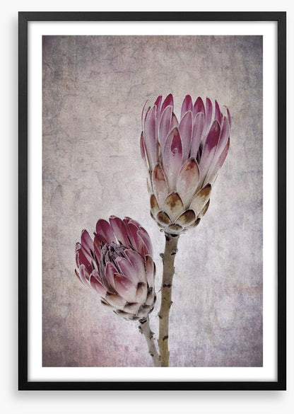 Pink protea pair