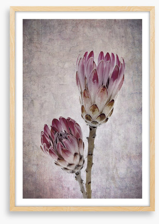 Pink protea pair