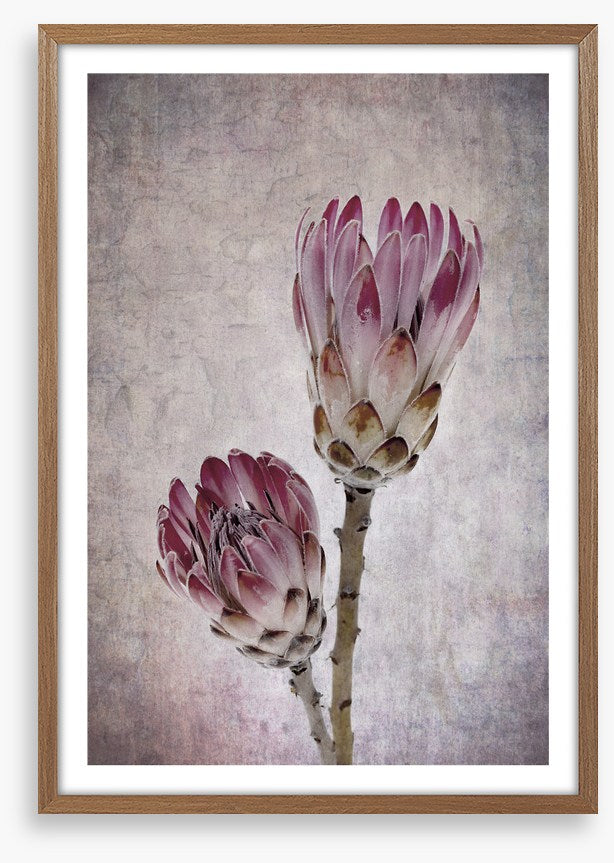 Pink protea pair