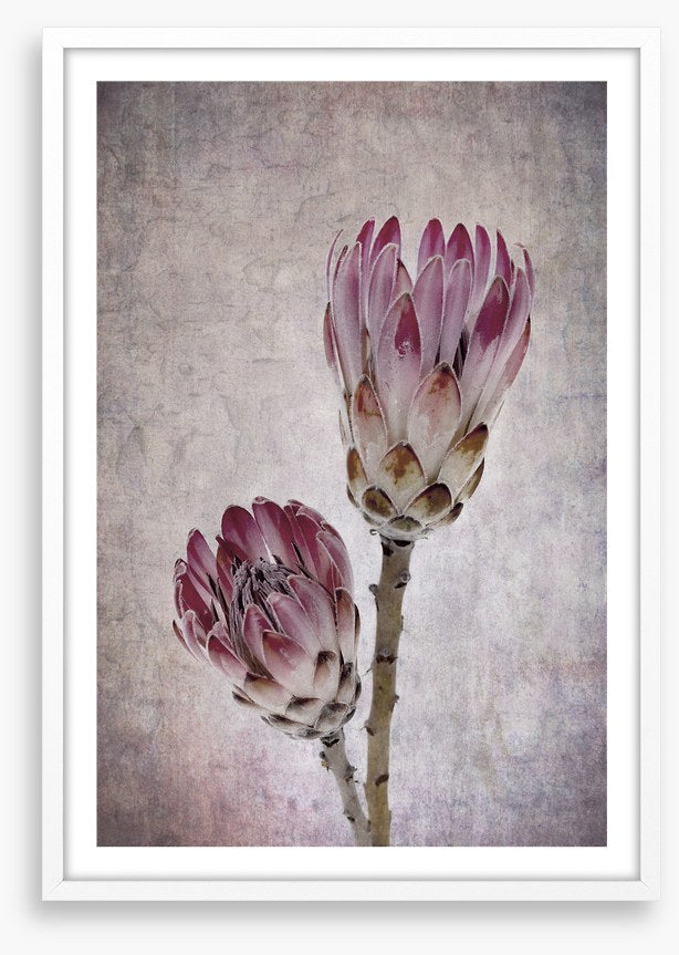 Pink protea pair