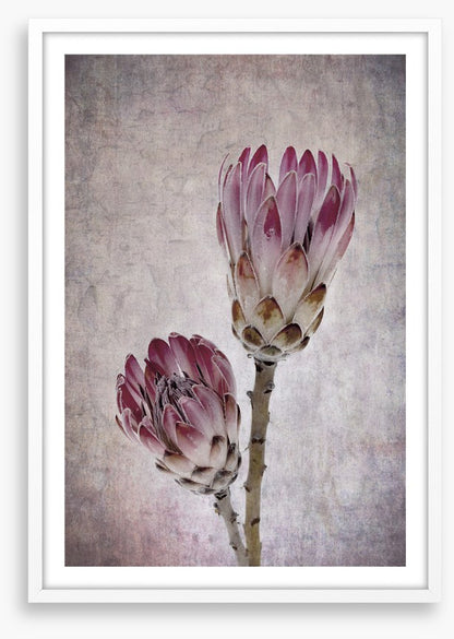 Pink protea pair