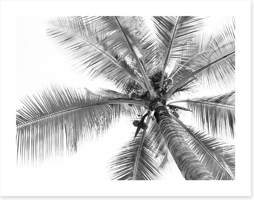 Coconut canopy