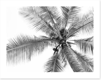 Coconut canopy