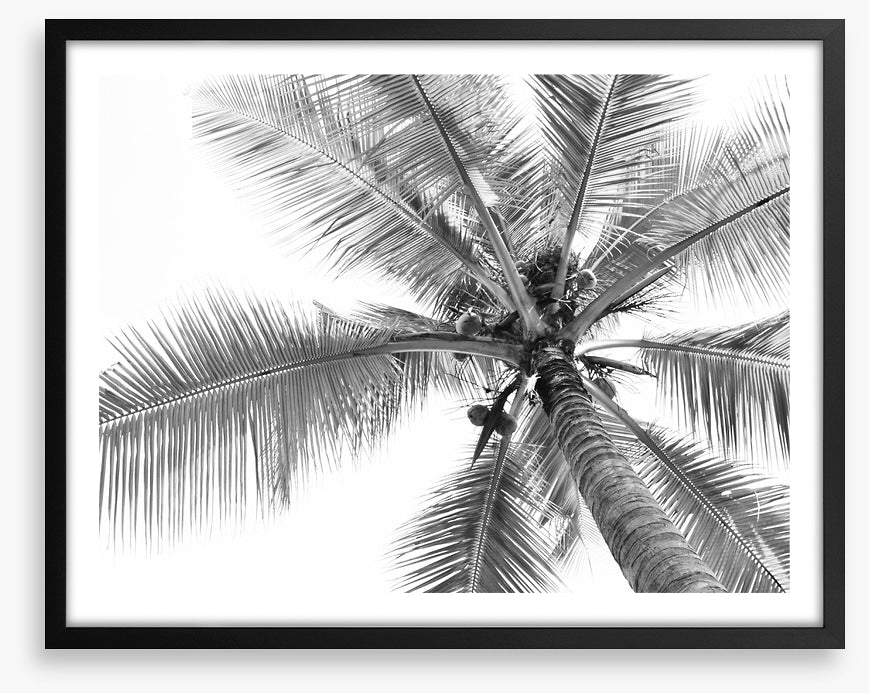 Coconut canopy