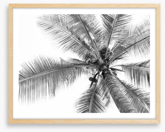 Coconut canopy