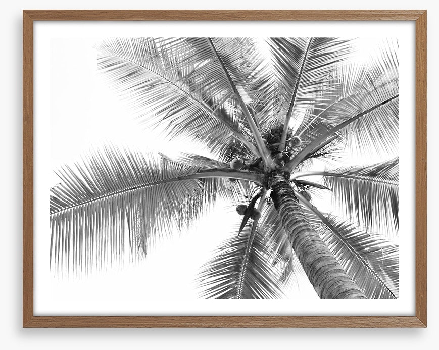Coconut canopy