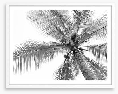 Coconut canopy