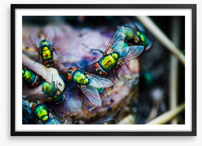 Insects