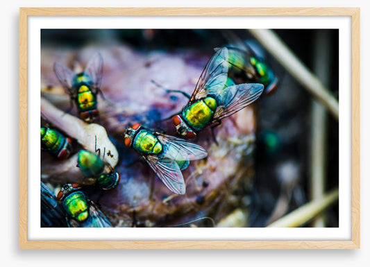 Insects