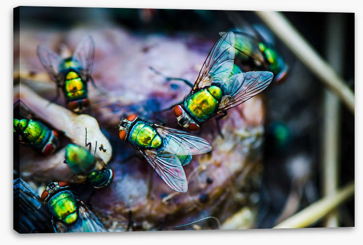 Insects