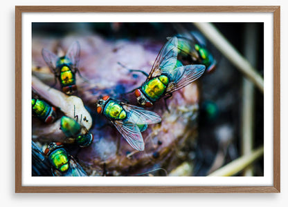 Insects