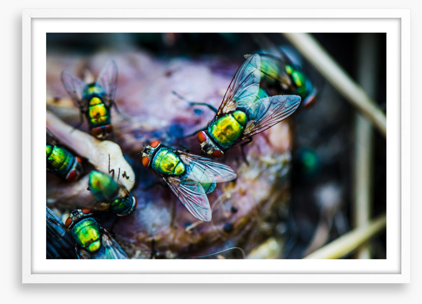 Insects