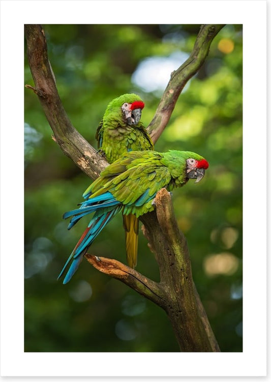 Military macaw mates