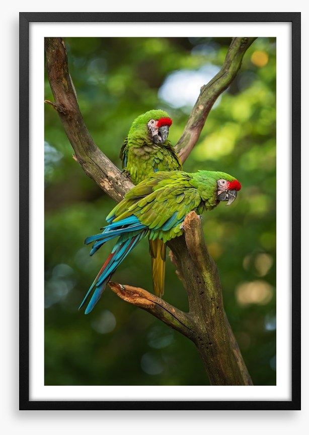 Military macaw mates