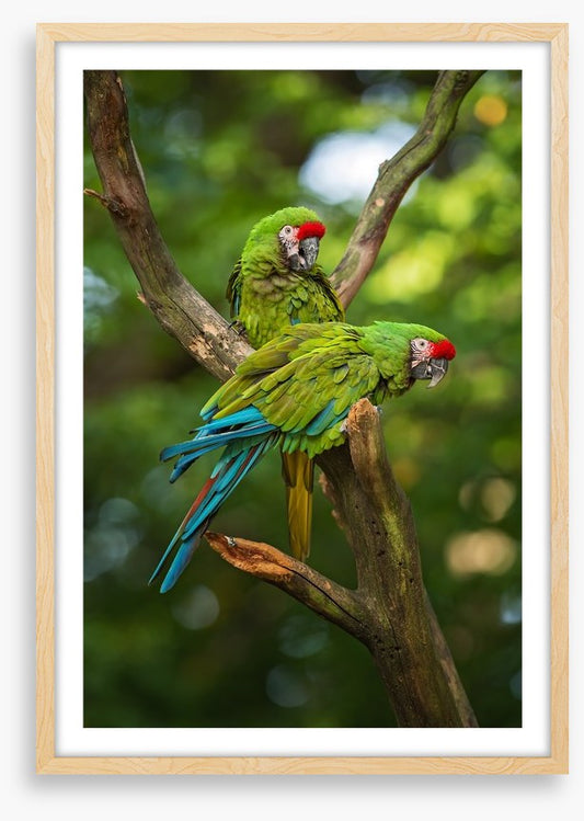 Military macaw mates