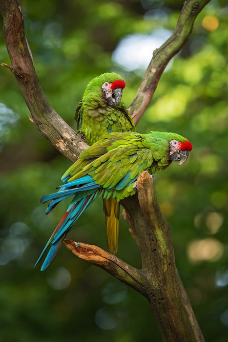 Military macaw mates