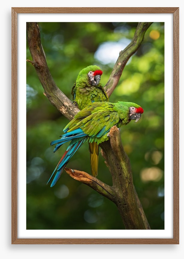 Military macaw mates