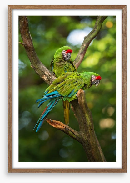 Military macaw mates
