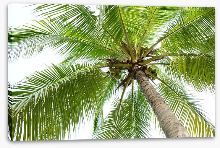 In my palm