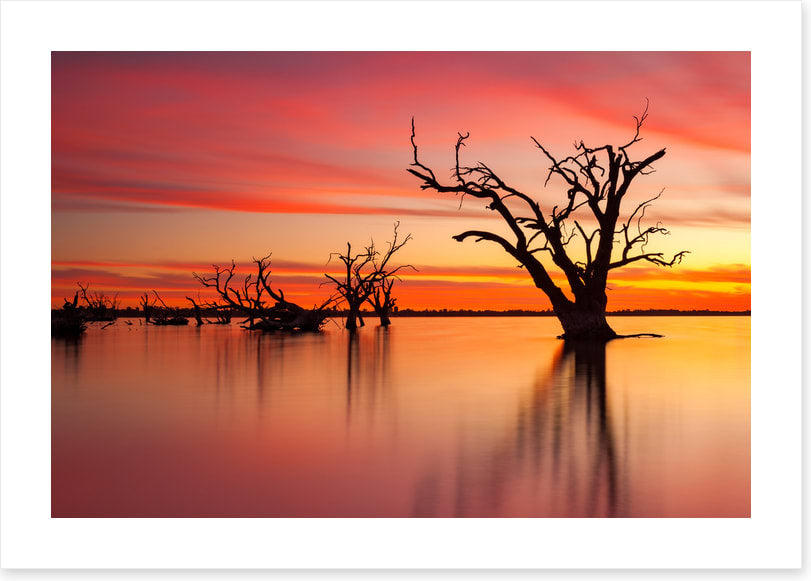 Lake Bonney redgum