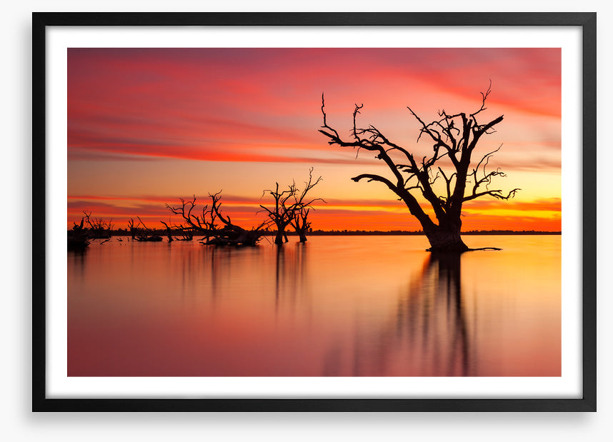 Lake Bonney redgum